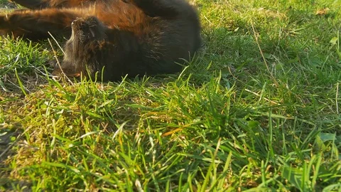 Lying on the grass playful cat. Black Cat relax at sun Stock Footage 74681122