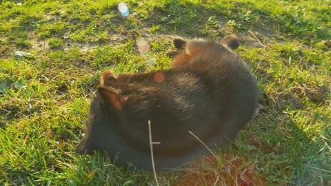 Lying on the grass playful cat. Black Cat relax at sun Stock Footage 74681313