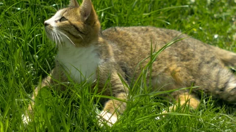 Lying on the grass relax playing cat Video stock 63289028