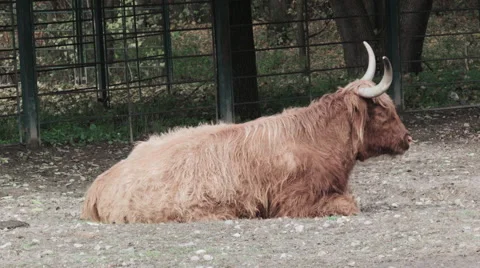 A lying highland Cattle Video stock 68645026