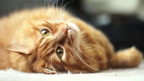 Lying On His Back Cat is Turning Sideways and Looking at Camera 스톡 동영상 96233660