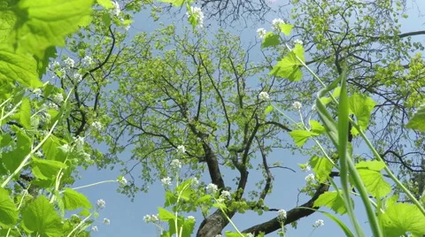 Lying on His Back in the Grass Stock Footage 49743416