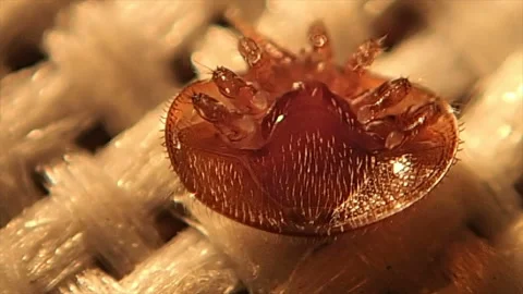 Lying on his back tick jerks with its paws Stock Footage 146041006