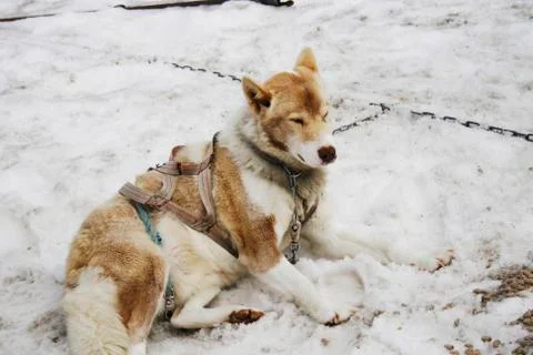 Lying huskie Stock Photos