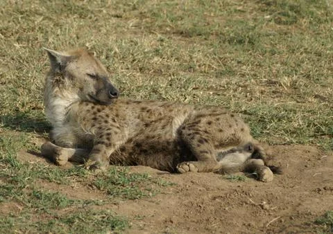 Lying hyena Stock Photos