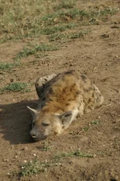 Lying hyena Stock Photos