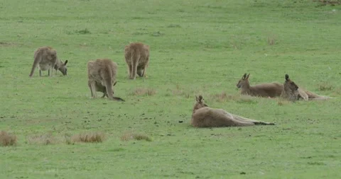 Lying Kangaroos, Close Up, 8K Video stock 335078508
