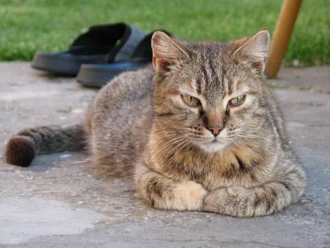 Lying kitten Stock Photos