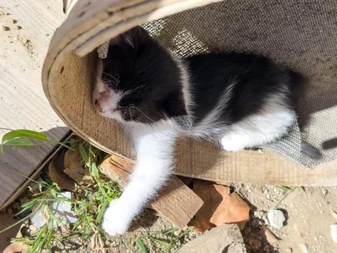 Lying kitten Stock Photos