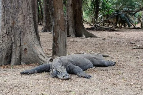 Lying Komodo dragon Stock Photos