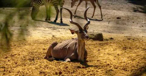 Lying kudu Stock-Fotos