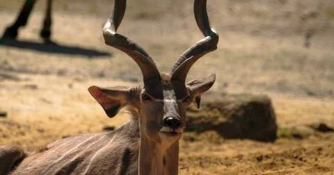 Lying kudu Foto stock