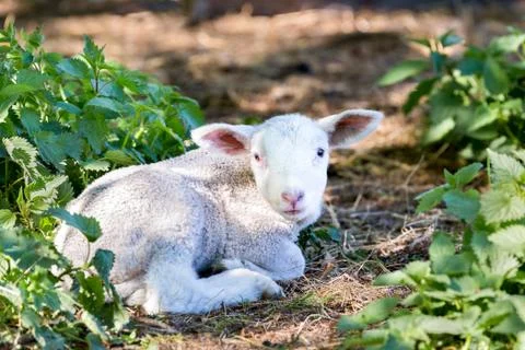 Lying lamb between nettle plants Foto stock