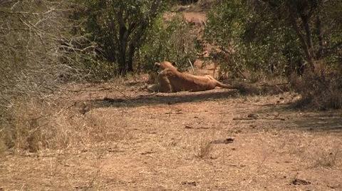 Lying lion female Stock Footage 8626154
