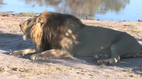 Lying Lion Roar Stock Footage 20504533