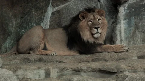 Lying lion, very relaxed Video stock 68645850