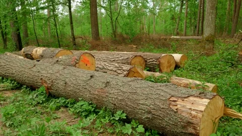 Lying logs after felling of huge tree trunks in a forest Vidéo 221855640
