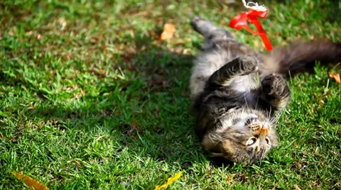 Lying Maine Coon cat playing on the grass Stock-Footage 38358880