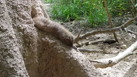 Lying mongoose coming out of its burrow Stock Footage 279176516