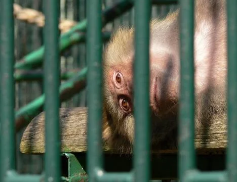 Lying monkey Foto stock