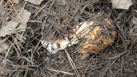 Lying mushroom under the needles in the forest. Stock Footage 119352411