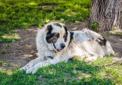 A lying old dog 스톡 사진