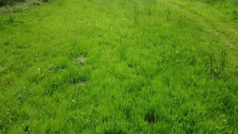 Lying over grass towards a castle. Stock Footage 242859733