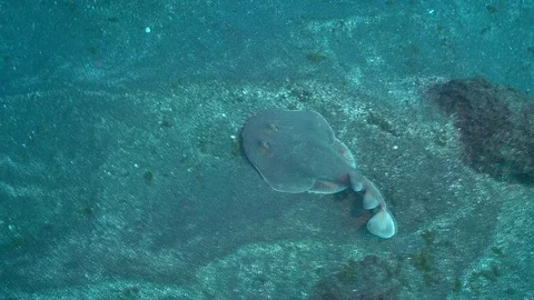 Lying Pacific torpedo ray on seabed - underwater shot Video stock 71193516