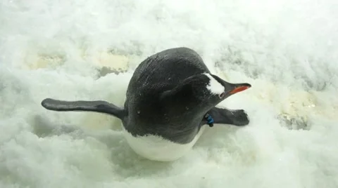 Lying penguin shakes his head Stock Footage 45357431
