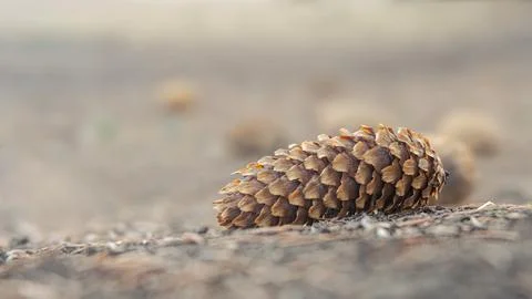 Lying pine cone on coniferous ground in spring, autumn forest and blurred n.. Stock Photos