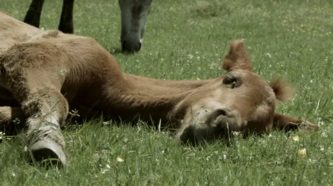 Lying Pony / Foal -Graded- 스톡 동영상 51815899