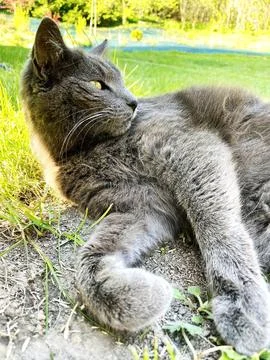 Lying pretty grey cat looking away Stock Photos