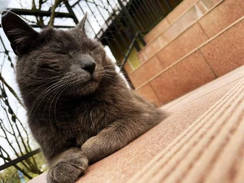 Lying pretty grey cat sleeping on the stairs Stock Photos