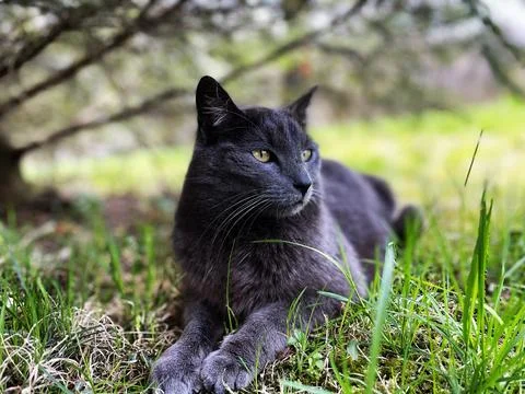 Lying pretty grey cat under a tree Foto stock
