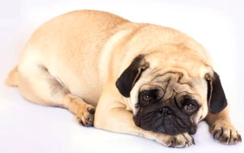A lying pug dog looking sad. Isolated. Stock Photos