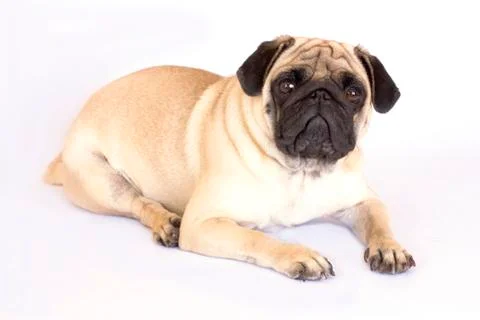 A lying pug dog looking sad. Isolated. 스톡 사진