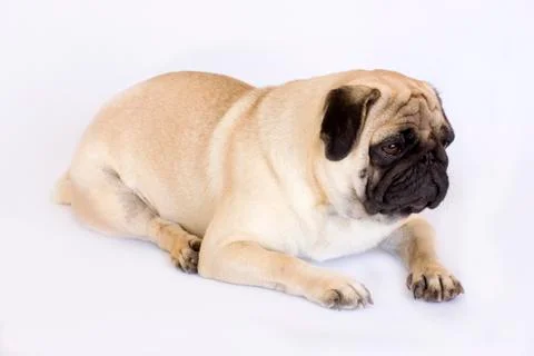A lying pug dog looking sad. Isolated. Stock Photos