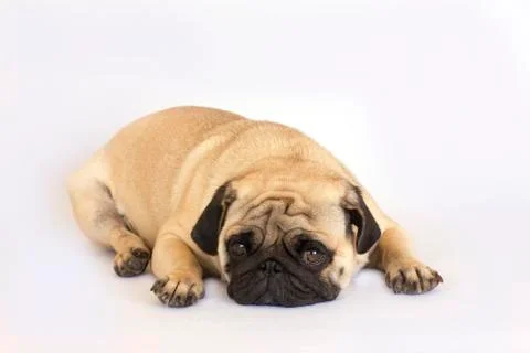 A lying pug dog looking sad. Isolated. Stock Photos