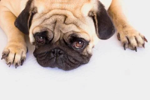 A lying pug dog looking sad. Isolated. Stock Photos