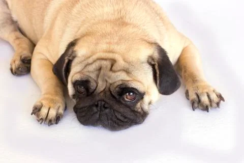 A lying pug dog looking sad. Isolated. Stock Photos