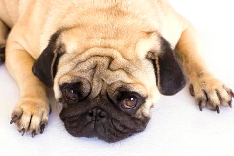 A lying pug dog looking sad. Isolated. Stock Photos