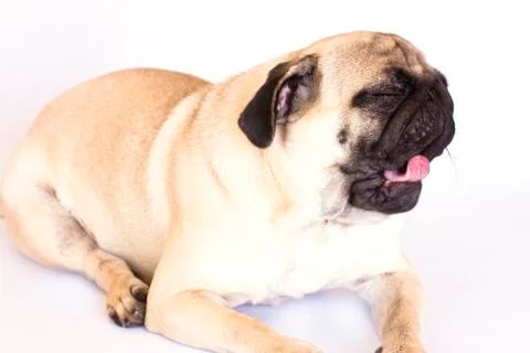 The lying pug is yawning. White background. Isolated. Stock Photos