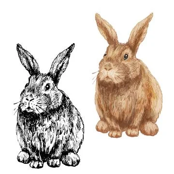 Lying rabbit. Vector vintage hatching color illustration. Isolated on white Stock Illustration