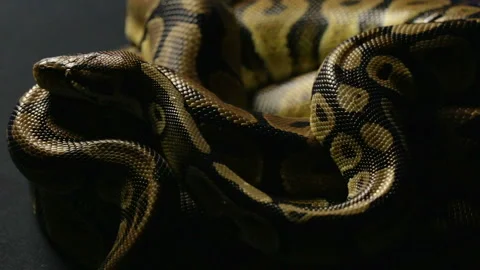 Lying royal python in shadow Stock-Footage 88675139