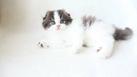 Lying Scottish Fold 動画素材 332501097