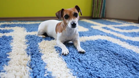 Lying sitting crawl dog Vídeo Stock 45870597