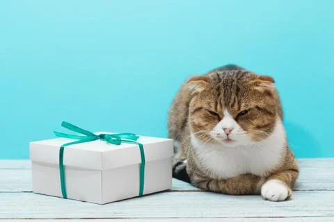 Lying sleepy cat with a gift present with green ribbon Stock Photos
