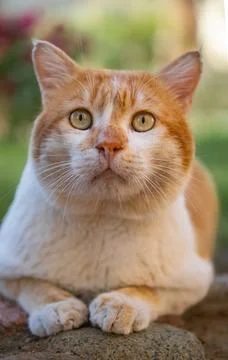 Lying tabby ginger cat outdoor in a garden. Portrait of a cat looking at the  Stock Photos