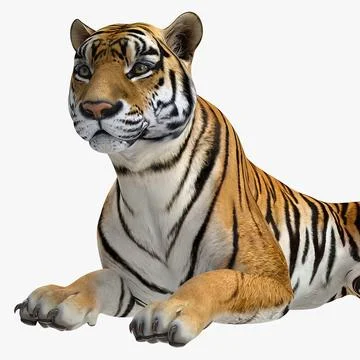 Tiger | 3D model