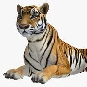 3D Model: Tiger Roar ~ Buy Now #90996497